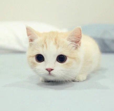 小梁zz